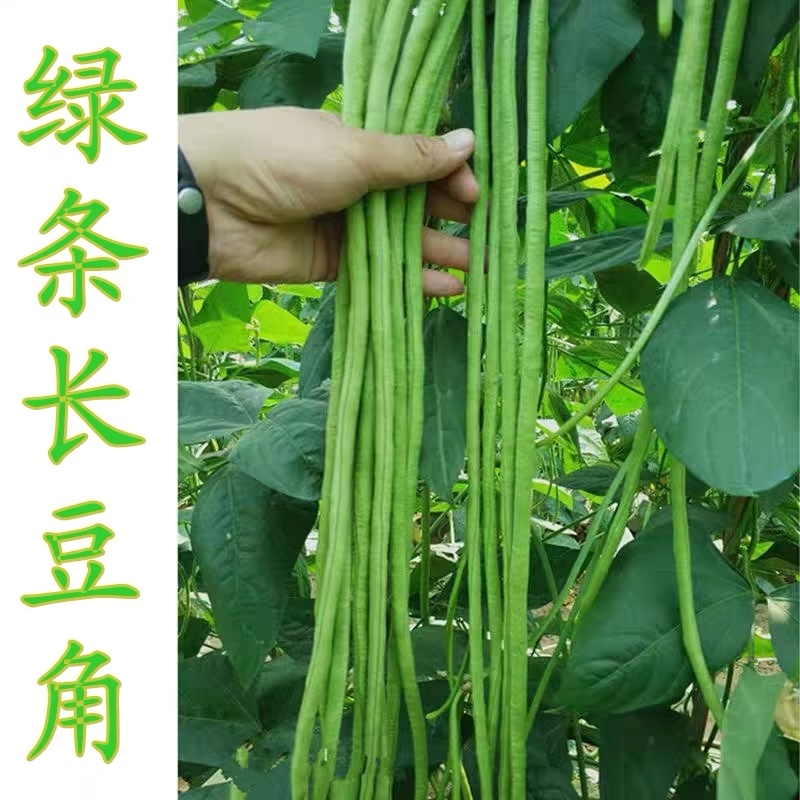 特长豆角种子高产早熟长豇豆种子白豆角种籽菜园大田春秋播蔬