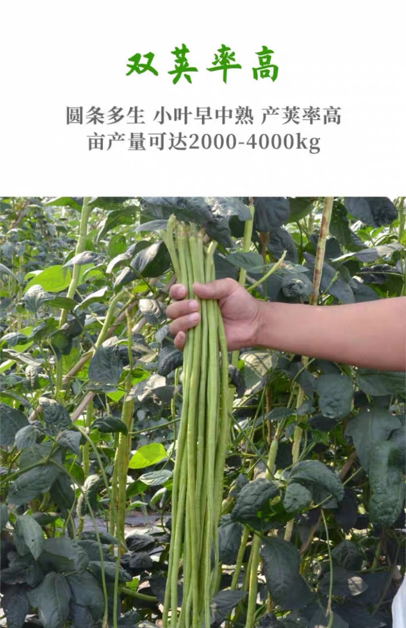 特长豆角种子高产早熟长豇豆种子白豆角种籽菜园大田春秋播蔬