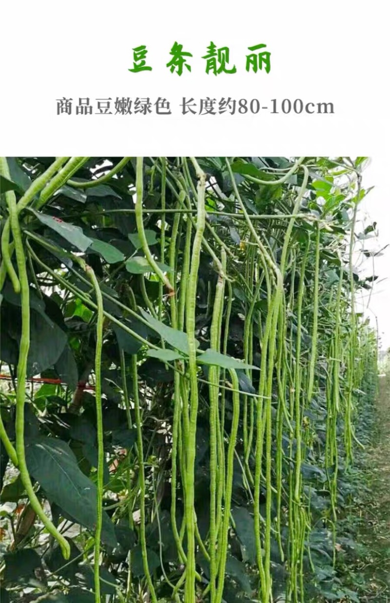 特长豆角种子高产早熟长豇豆种子白豆角种籽菜园大田春秋播蔬