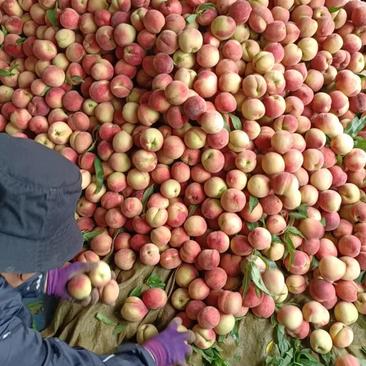 红不软桃油桃毛桃价格低产地直发全国欢迎咨询下单