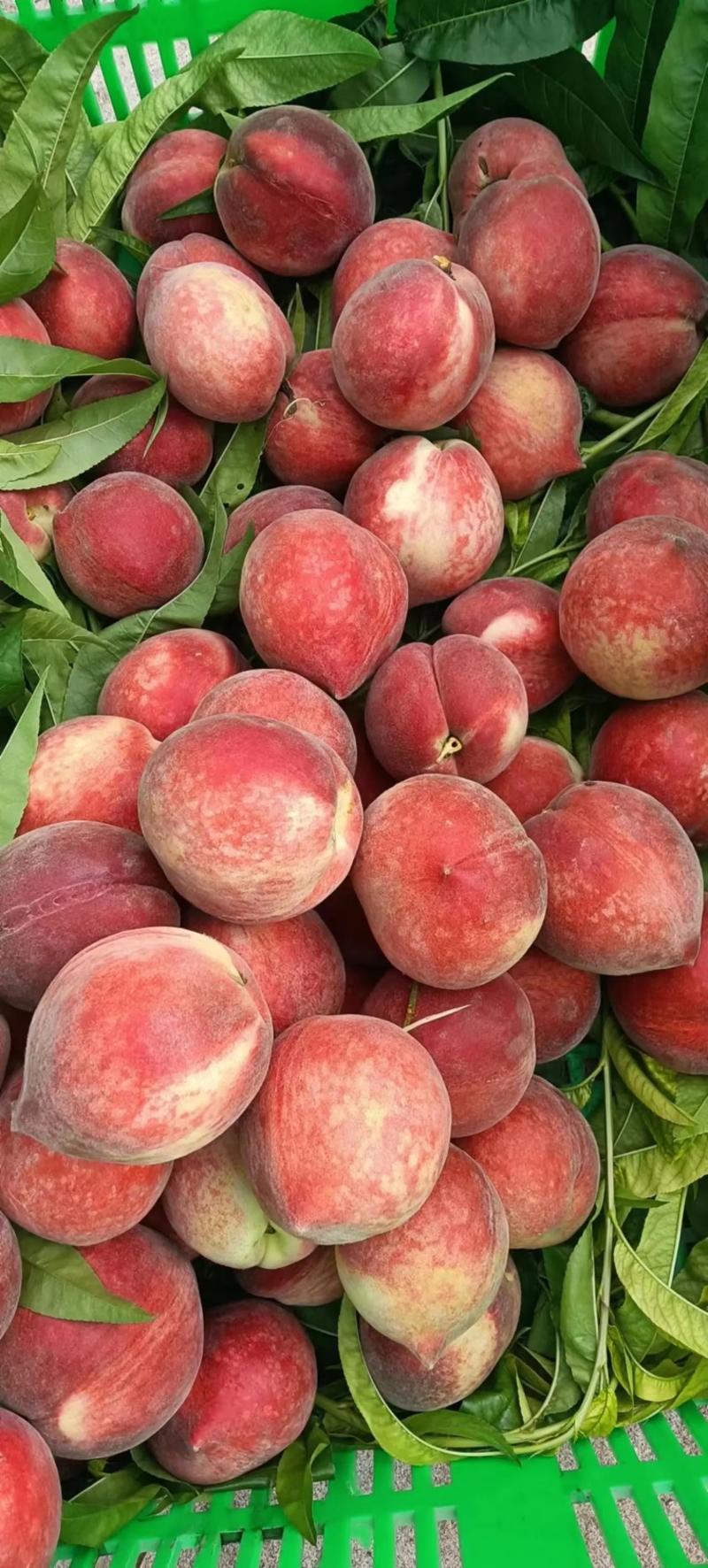 红不软桃油桃毛桃价格低产地直发全国欢迎咨询下单