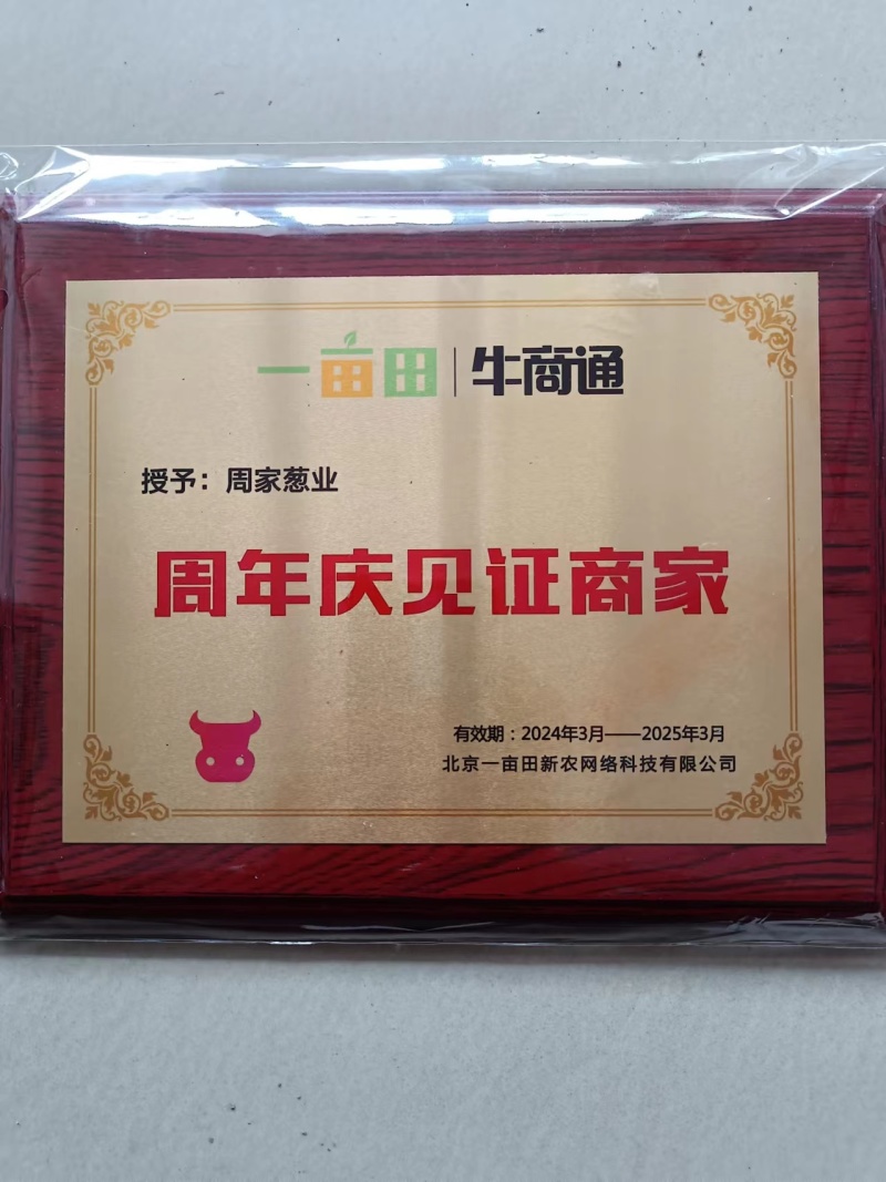 优质铁杆葱苗钢葱葱苗四季香葱苗现货有货假一赔十