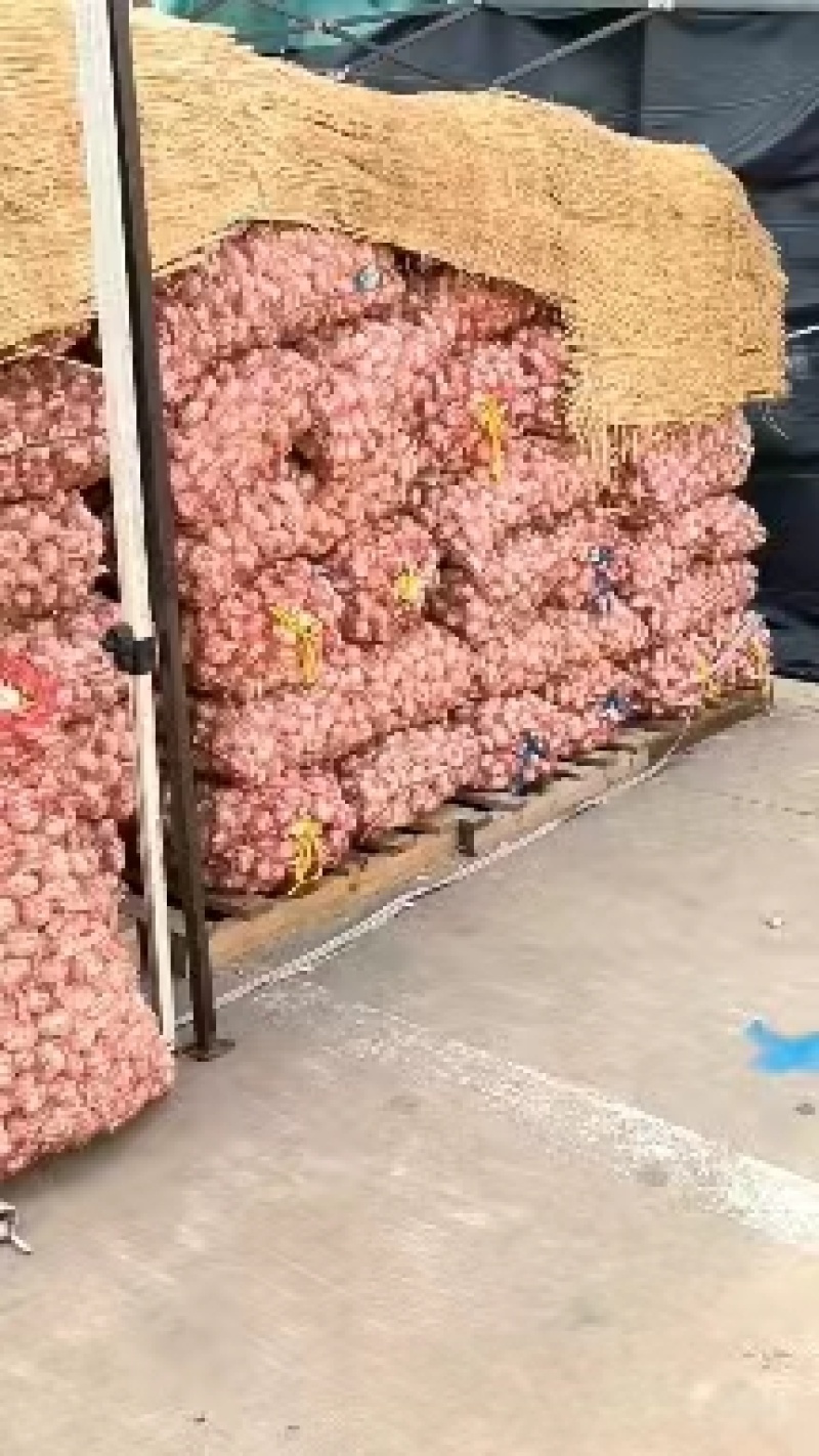 【价格优惠】江苏精品大蒜紫皮蒜上市产地直发货源充足发全国
