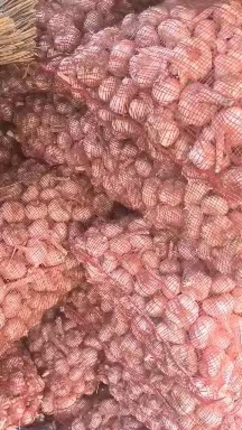 【价格优惠】江苏精品大蒜紫皮蒜上市产地直发货源充足发全国