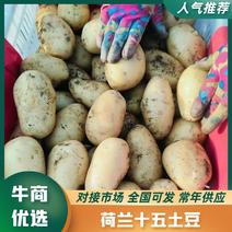 土豆荷兰十五土豆V7土豆品种齐全品质保障代发全国
