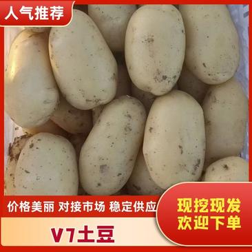 v7土豆沃土湖北土豆大量供应中产地直发对接全国市场