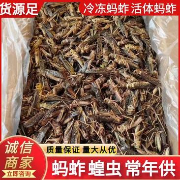 蝗虫/蚂蚱大量供应活体蚂蚱冷冻蚂蚱规格齐全