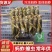 蚂蚱/蝗虫，大棚养殖蚂蚱，冷冻蚂蚱/活体蚂蚱，可常年供应