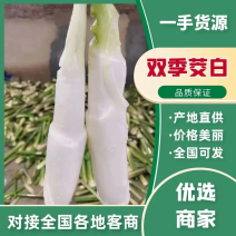 【精品双季茭白】现摘现发个头匀称价格欢迎电联