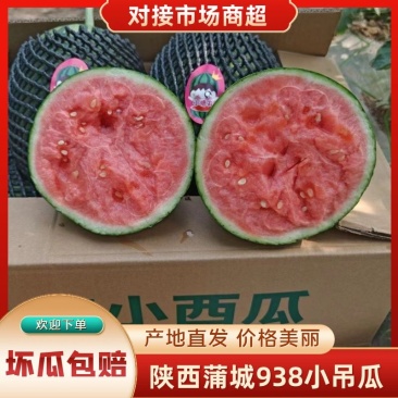 陕西蒲城938小吊瓜，小糖丸，吊篮西瓜，大量供应！
