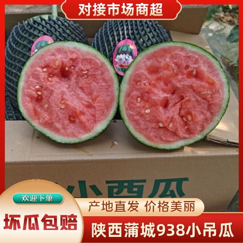 陕西蒲城938小吊瓜，小糖丸，吊篮西瓜，大量供应！