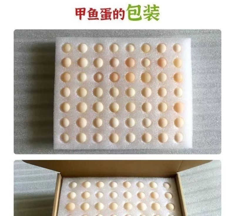 精品甲鱼蛋大量出货品质保证价格优化需要可电话联系