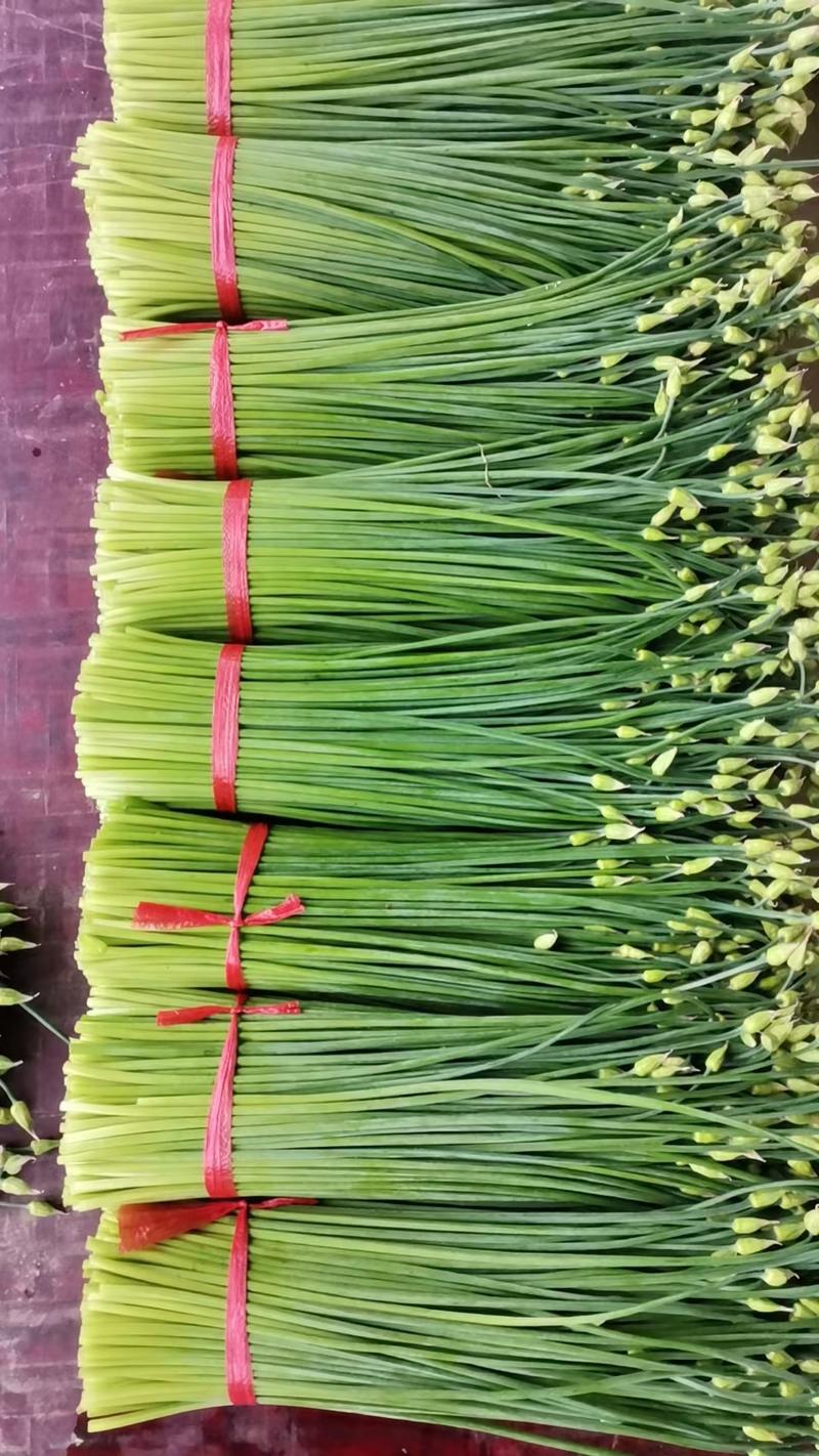 韮苔甘肃韭苔大量供应产地直发可视频看货品质保证