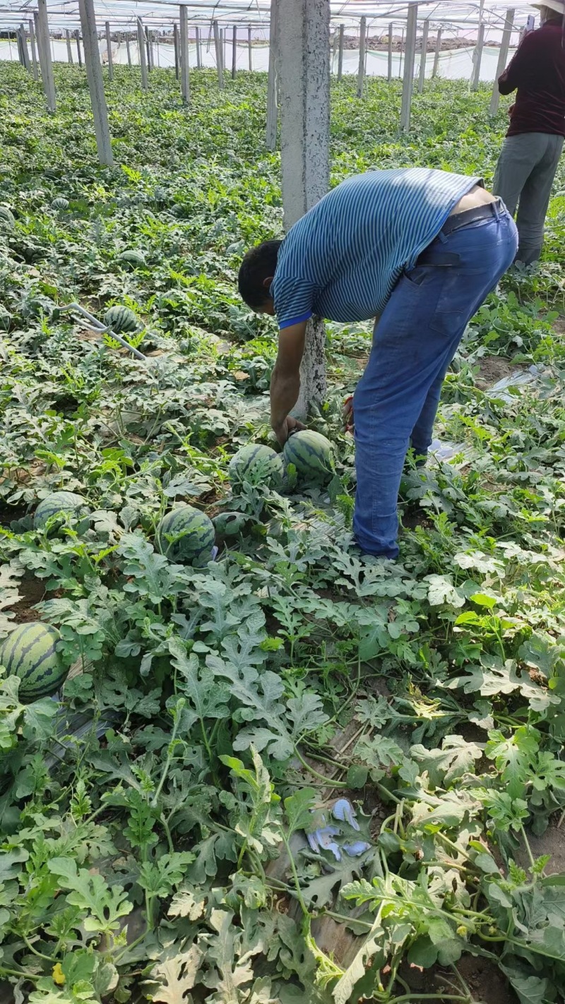 【不熟包赔】精品西瓜吐鲁番甜王西瓜大量上市电话联系更优惠