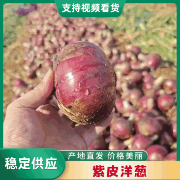开封紫皮洋葱、二红洋葱。大量上市对接各大平台市场