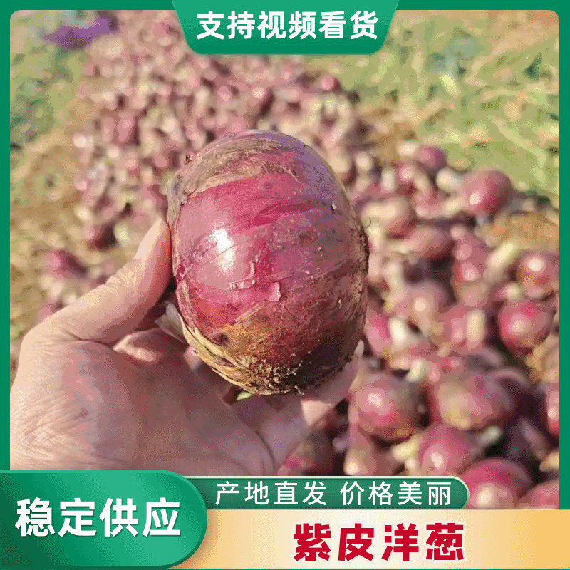 开封紫皮洋葱、二红洋葱。大量上市对接各大平台市场