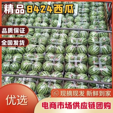 湖南产地，大棚有籽美都，大量有货，基地直供，供应全国市场