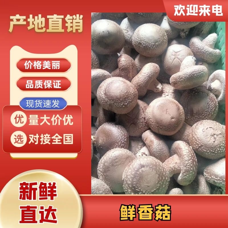 新鲜香菇基地直供保质保量供应全国对接商超市场等