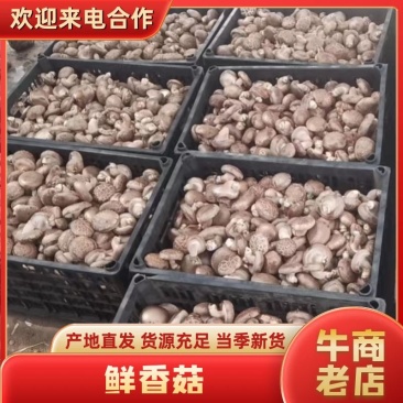 鲜香菇精品香菇大量供应中产地直发品质保障量大优惠