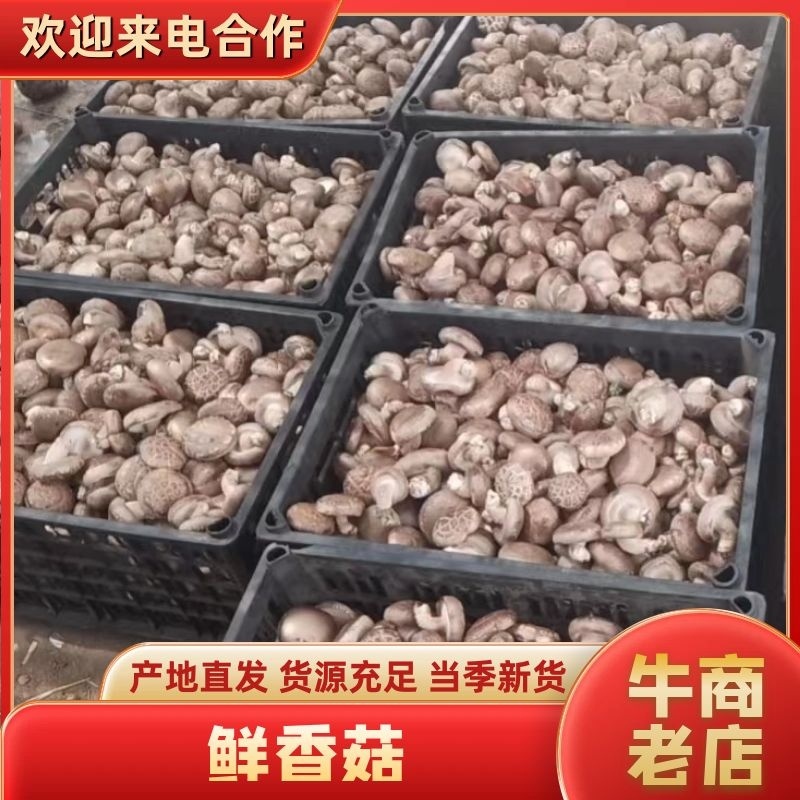 鲜香菇精品香菇大量供应中产地直发品质保障量大优惠