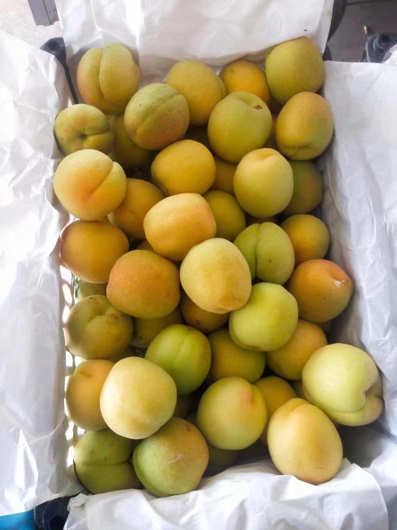 河北鲜货麦黄杏，菜籽黄，金太阳，凯特杏产地一手货源