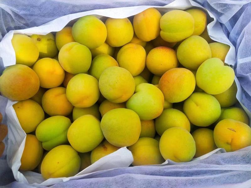 河北鲜货麦黄杏，菜籽黄，金太阳，凯特杏产地一手货源