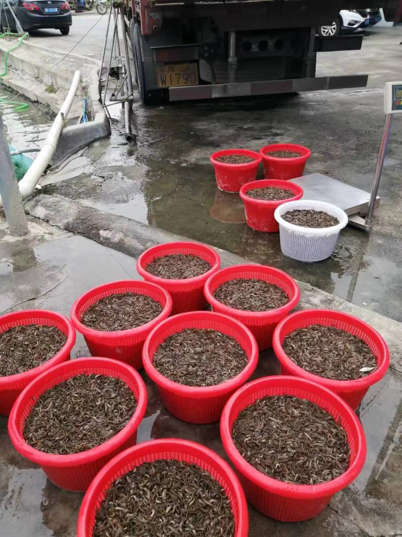 优质杂交泥鳅苗本地泥鳅苗适应能力强色泽受市场欢迎