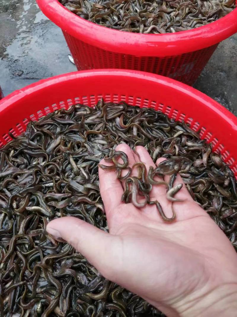 优质杂交泥鳅苗本地泥鳅苗适应能力强色泽受市场欢迎