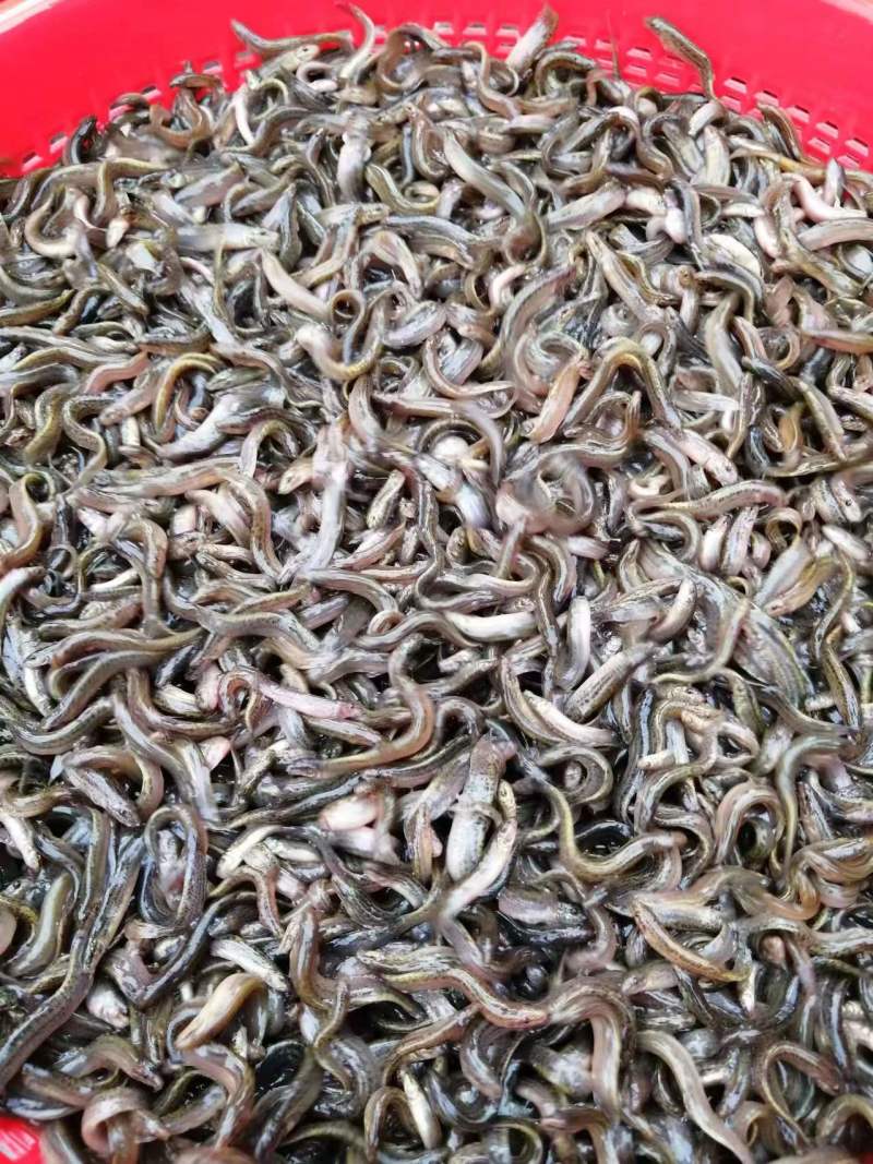 优质杂交泥鳅苗本地泥鳅苗适应能力强色泽受市场欢迎