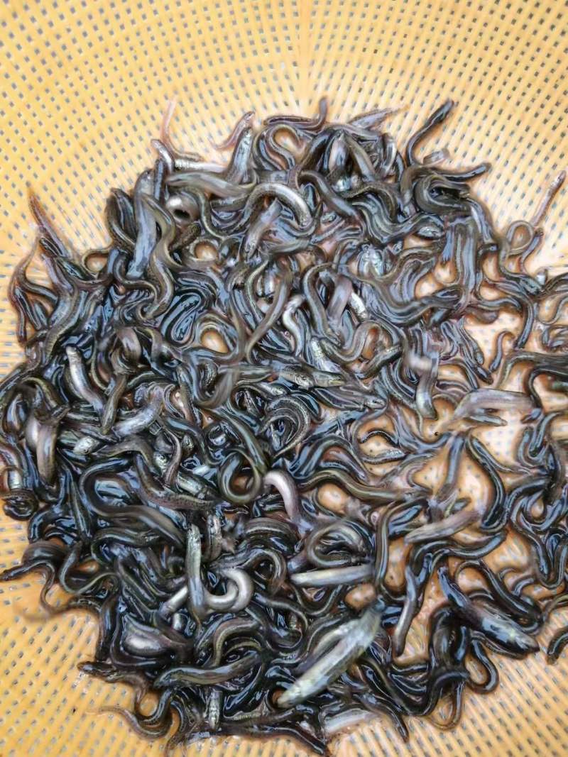 优质杂交泥鳅苗本地泥鳅苗适应能力强色泽受市场欢迎