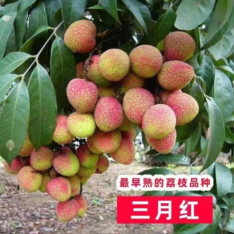 【三月红荔枝】广西灵山产地直发一手货源质量保证欢迎订购