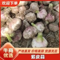 新鲜大蒜开封大蒜量大从优质量保证量大从优欢迎咨询