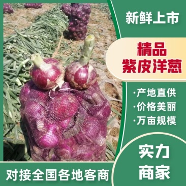 精选紫皮洋葱，红黄葱，产地直供，欢迎各大商超市场电商来电