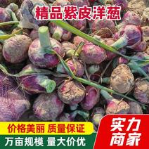 【实力】紫皮洋葱大量供应中货源充足价格优惠品质好发全国