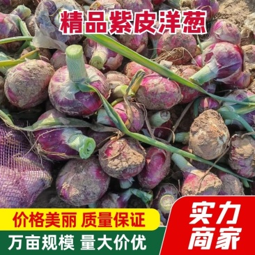 【实力】紫皮洋葱大量供应中货源充足价格优惠品质好发全国
