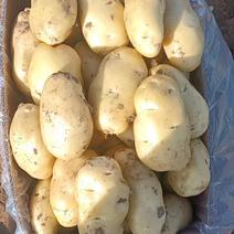 山东精品土豆荷兰十五土豆，产地直发，物美价廉，全国发货