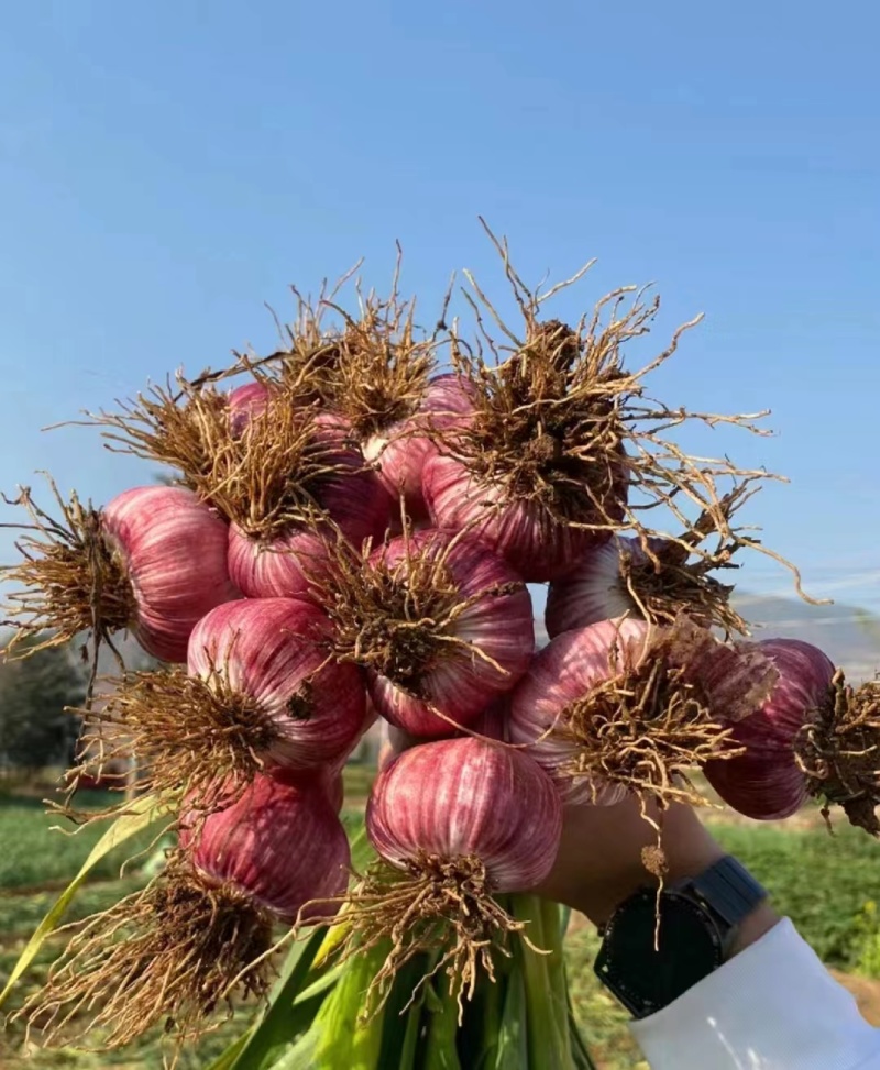 山东紫皮大蒜大量上市，物美价廉对接全国市场量大从优