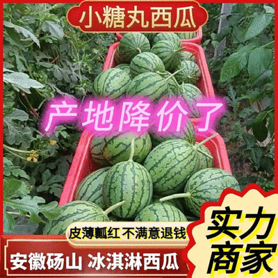 [小糖丸西瓜批发]安徽宿州砀山县西瓜 0.90元/斤《小糖丸西瓜 _ 一亩田