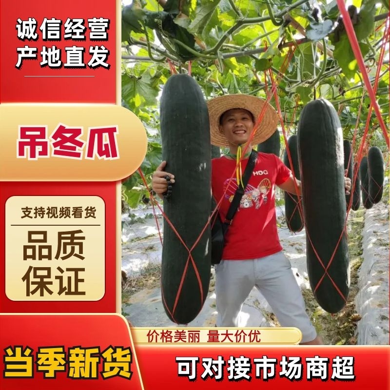 冬瓜黑皮吊冬瓜精品吊冬瓜产地现发优质廉价可视频看货