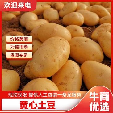 【便宜】黄心土豆优质土豆口感香糯整车发货大量批发