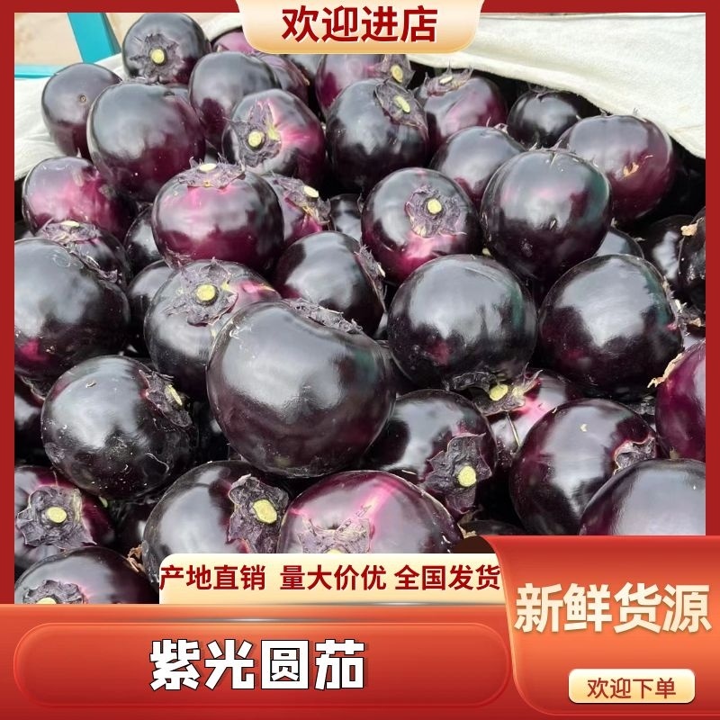 圆茄聊城黑紫光圆茄子承接商超配货代收代发代加工