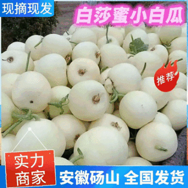 精选《白莎蜜甜瓜》砀山甜瓜/小白瓜/香瓜/小白甜瓜/白甜瓜