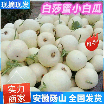 精选《白莎蜜甜瓜》砀山甜瓜/小白瓜/香瓜/小白甜瓜/白甜瓜