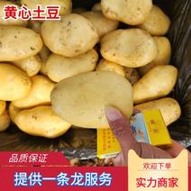 山东土豆黄心土豆黄皮黄心大量供应可视频看货欢迎来电