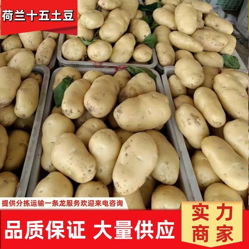 郯城土豆山东荷兰十五土豆大量供应现挖现发品质保证