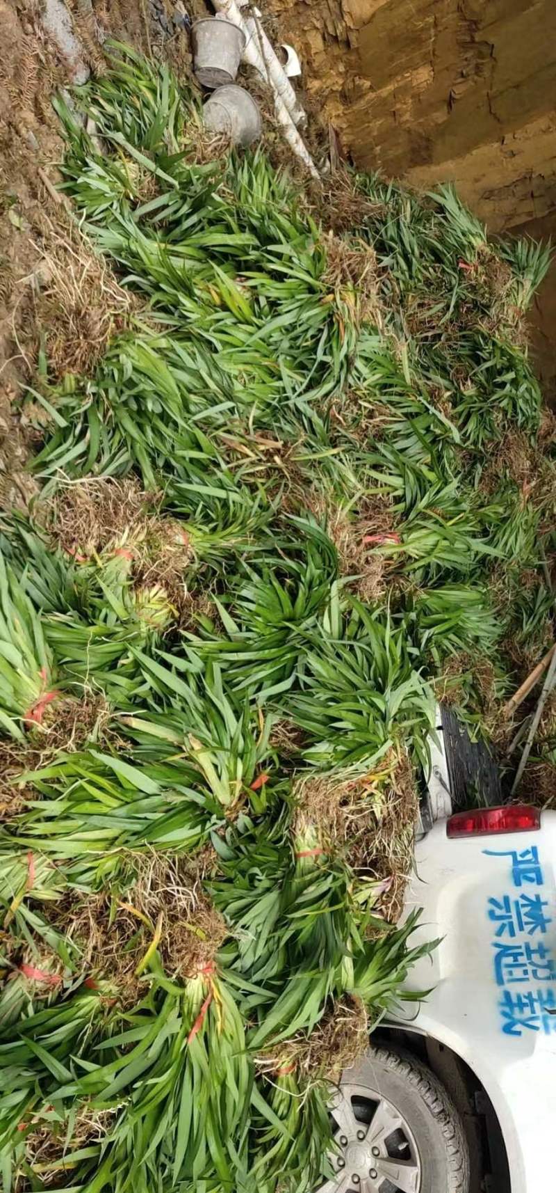 【提供技术】鸢尾苗产地直发一手货源欢迎电联