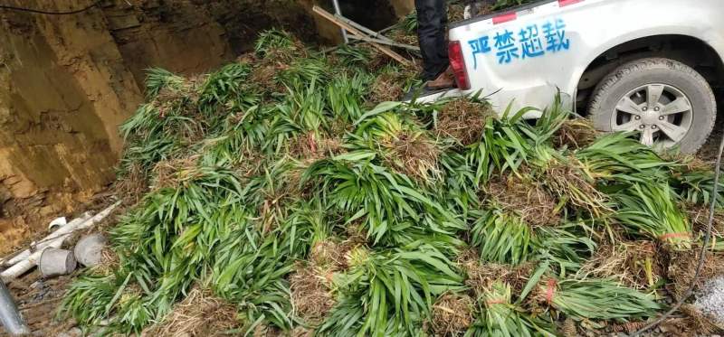 【提供技术】鸢尾苗产地直发一手货源欢迎电联