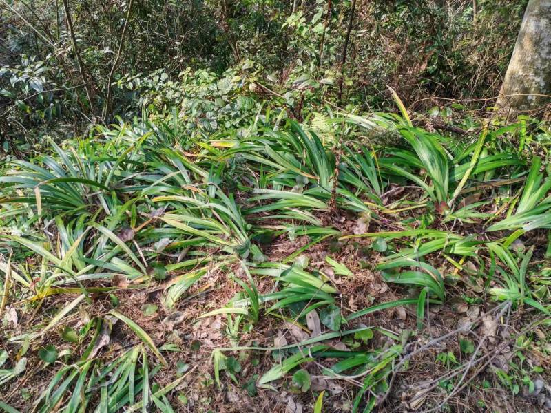 【提供技术】鸢尾苗产地直发一手货源欢迎电联