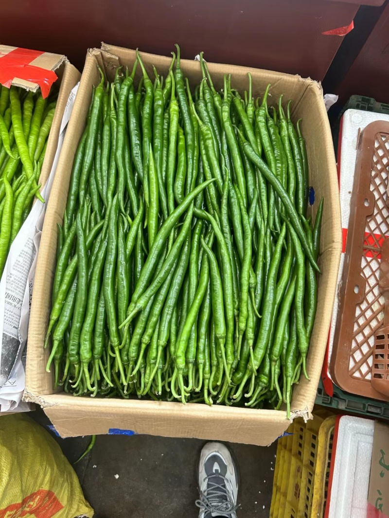 广东辣椒精品线椒线椒3号线椒8号鲜辣椒现大量有货产地直发