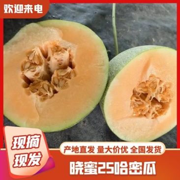 海南晓蜜25，海南哈密瓜皮薄肉多大量供应，代发全国品质保